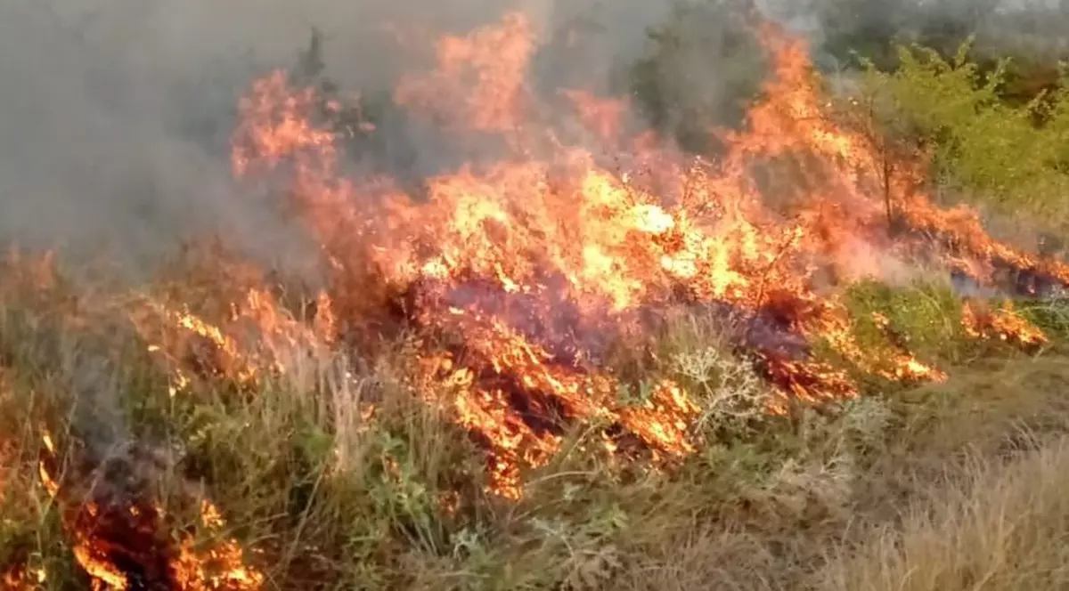 Incendiile forestiere și de vegetație îngrijorează autoritățile. Decizia ministrului mediului