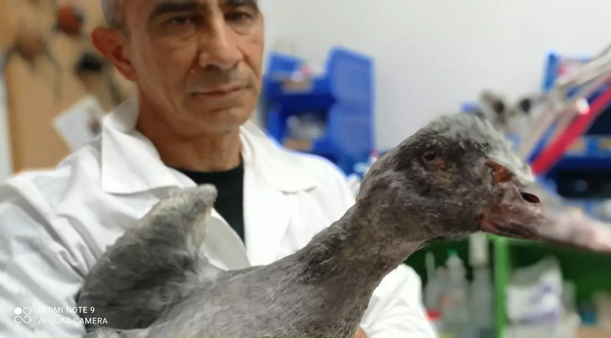 Efectul incendiilor de vegetație din Grecia: „Atenienii adună berze moarte de pe peluzele lor”