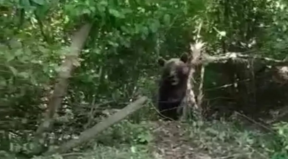 Urs de 300 de kilograme, blocat într-un gard de sârmă, în comuna nemțeană Bicaz-Chei. Primar: „E periculos, nu știu ce să facem”