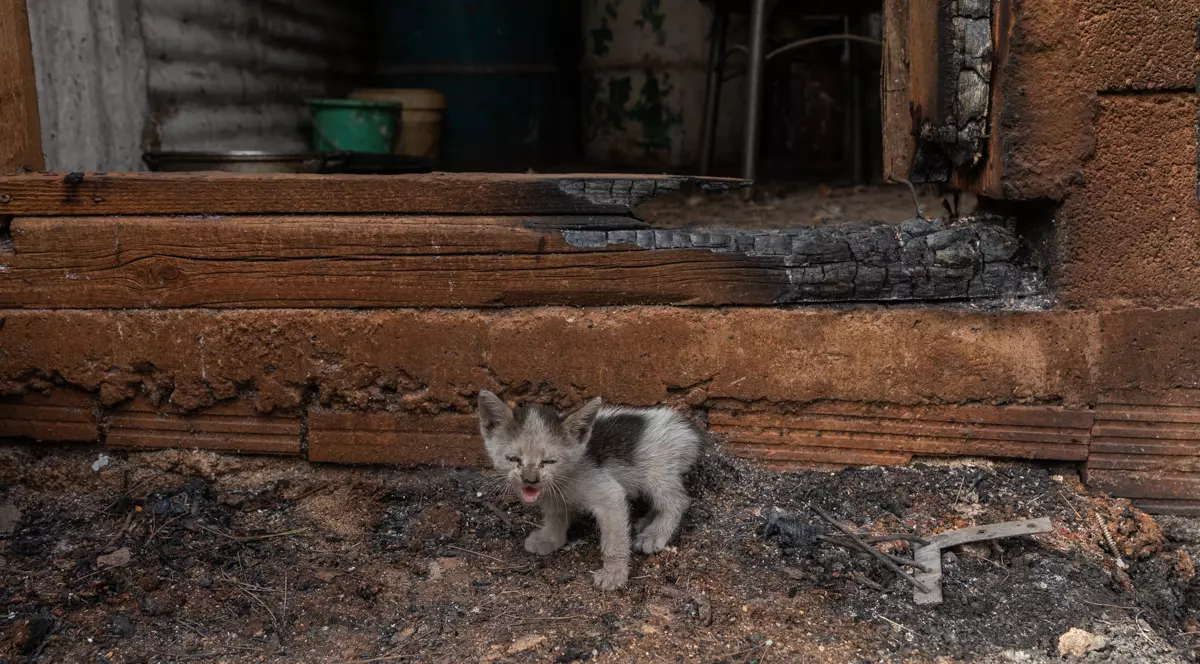 Tragedia greacă, în 14 scene impresionante. Ce a rămas în urma incendiilor care au devastat Insula Evia, unde acționează pompierii români