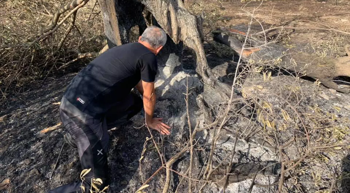 O comunitate din Sardinia s-a mobilizat pentru salvarea unui măslin cu o vechime de aproape 2.000 de ani, care a ars în incendiile din iulie