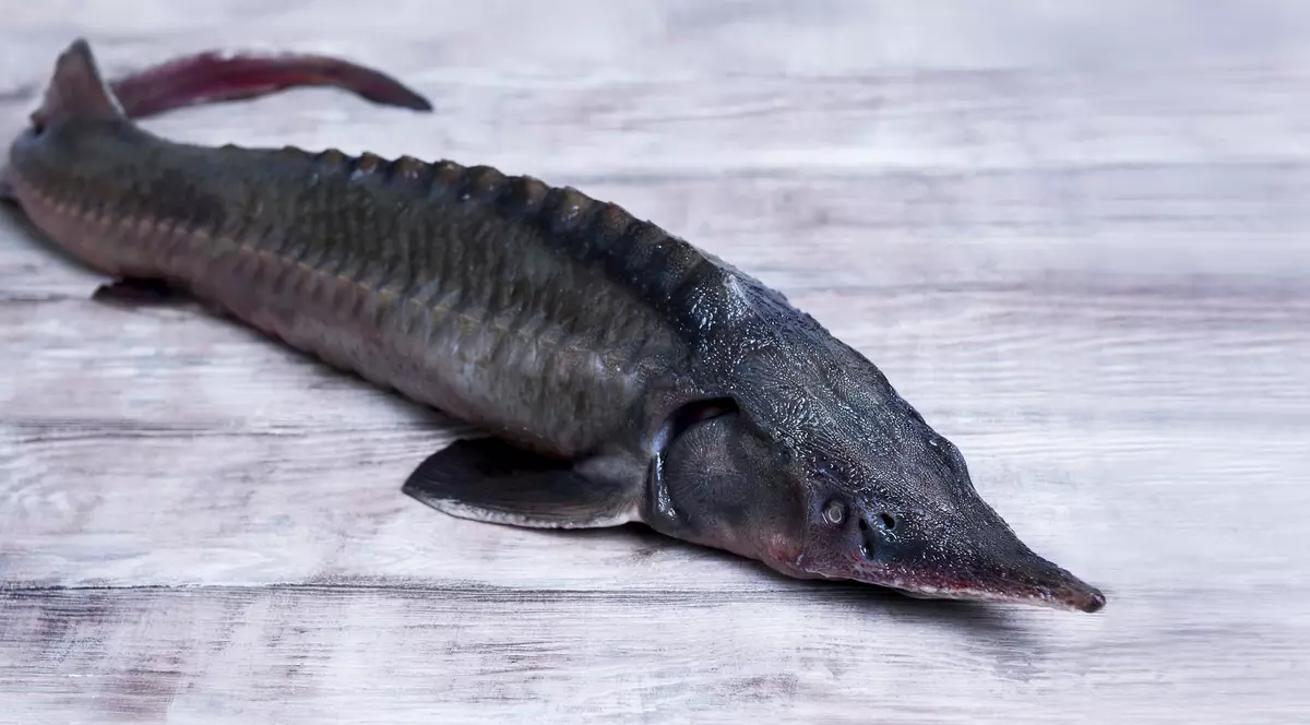 Sturionul - cum arată, ce caracteristici are și cum se gătește. Rețete de încercat