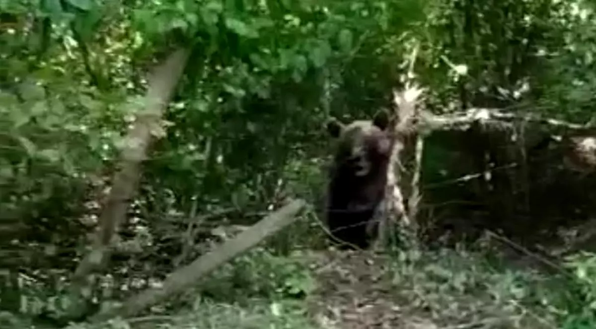 Ursul blocat în gard, în Neamț, eliberat cu clești de sârmă. „Dacă mai rămânea câteva minute, murea”