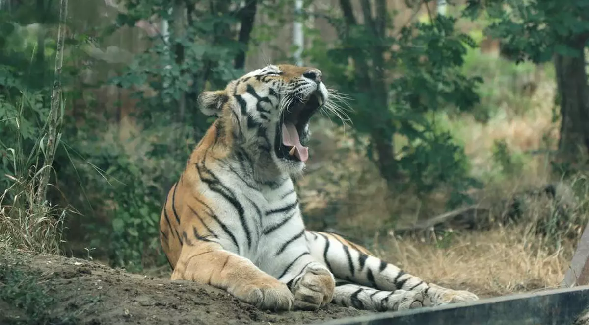 O îngrijitoare la un parc safari din Chile a fost ucisă de un tigru. „Calvarul femeii a fost scurt”