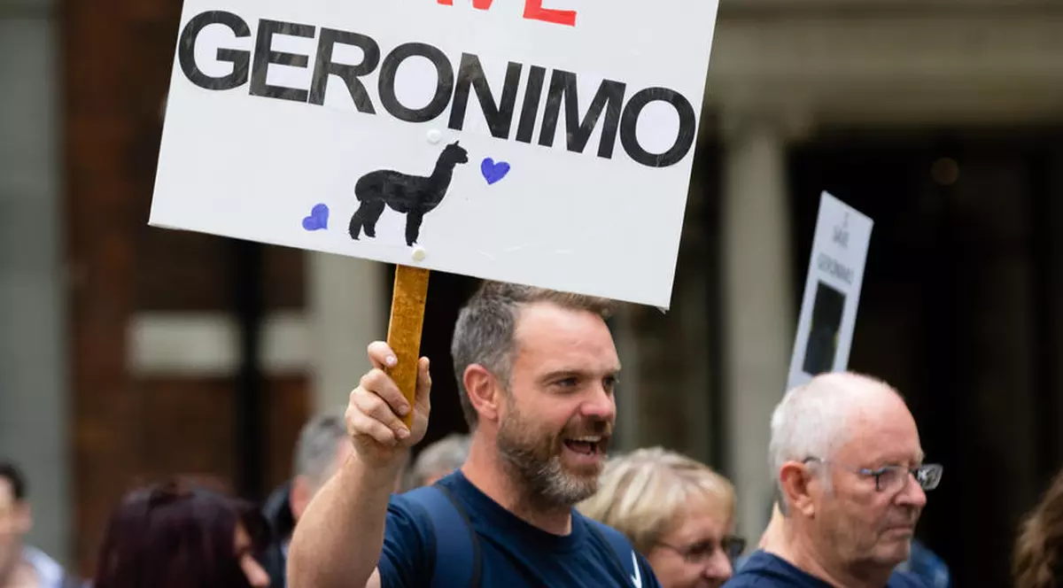 Alpaca Geronimo, animalul care a provocat un scandal juridic în Marea Britanie