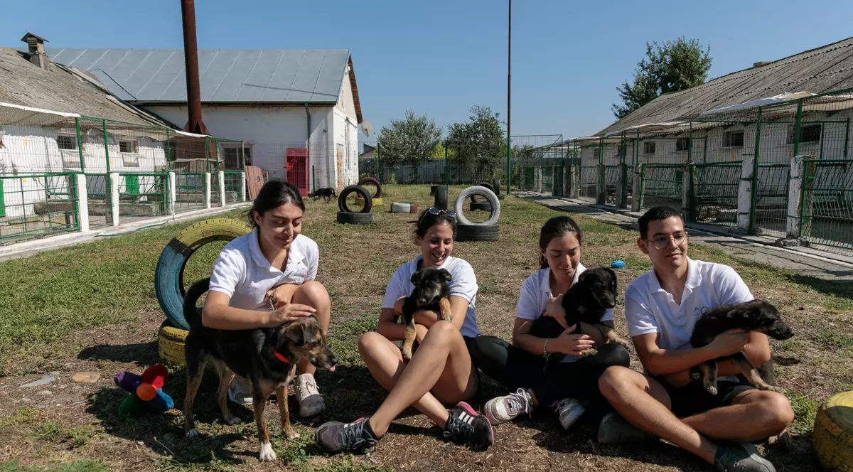 Patru studenți din Turcia au grijă de câinii abandonați din București