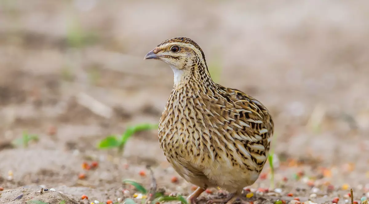 Prepelita - curiozitati. Beneficiile ouălelor de prepeliță