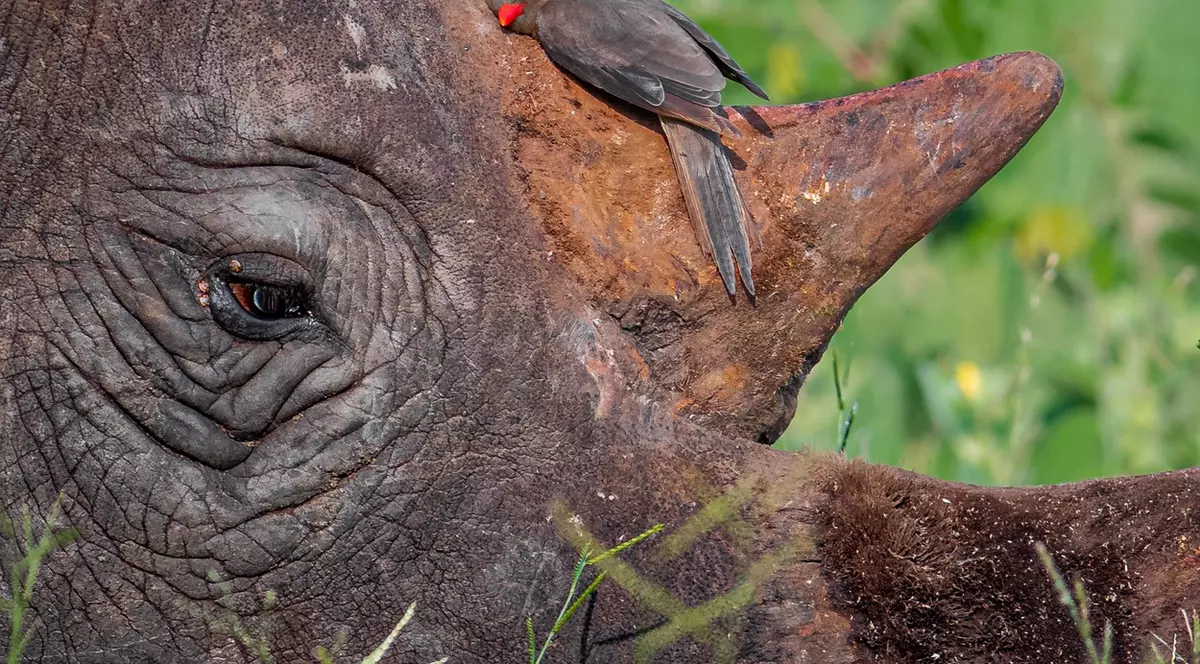 Cum încearcă proprietarii de rinoceri din Africa de Sud să salveze animalele de braconieri