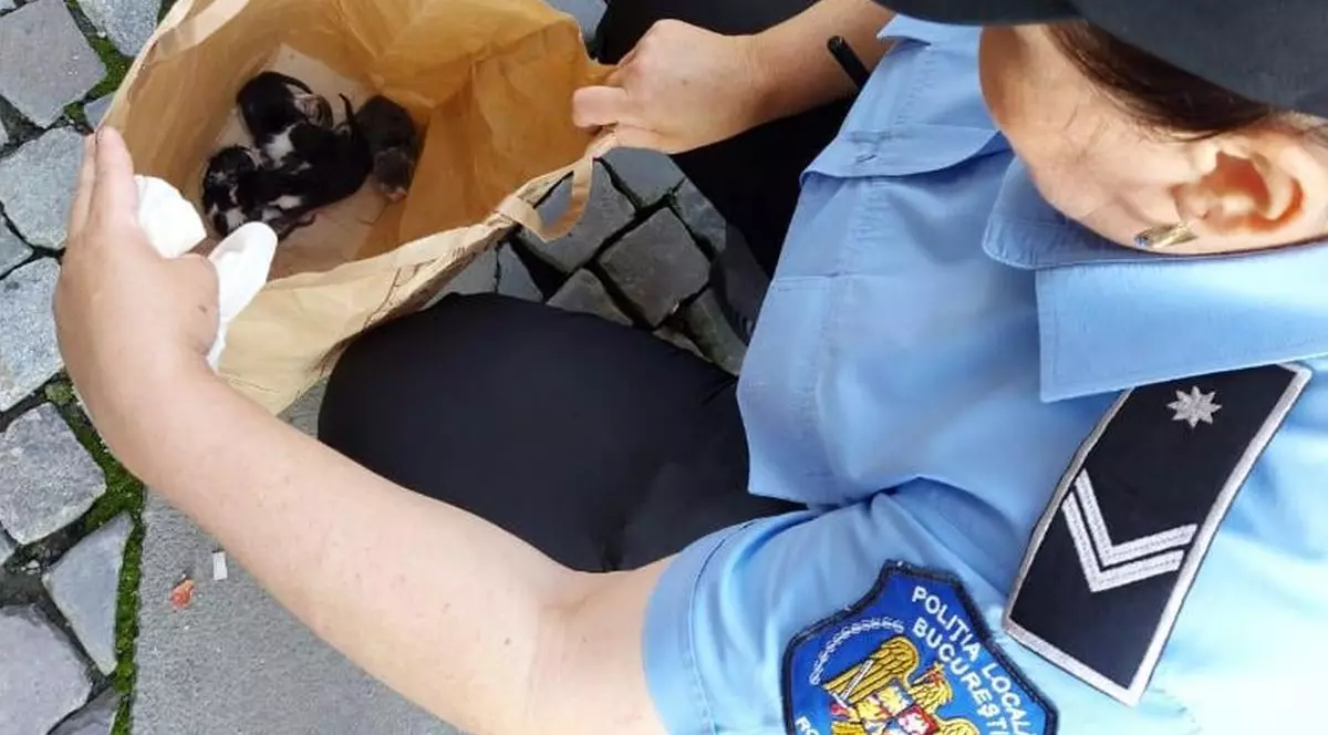 Cu cât a fost amendat un bucureștean care a abandonat cinci pui de pisică într-o pungă, pe stradă