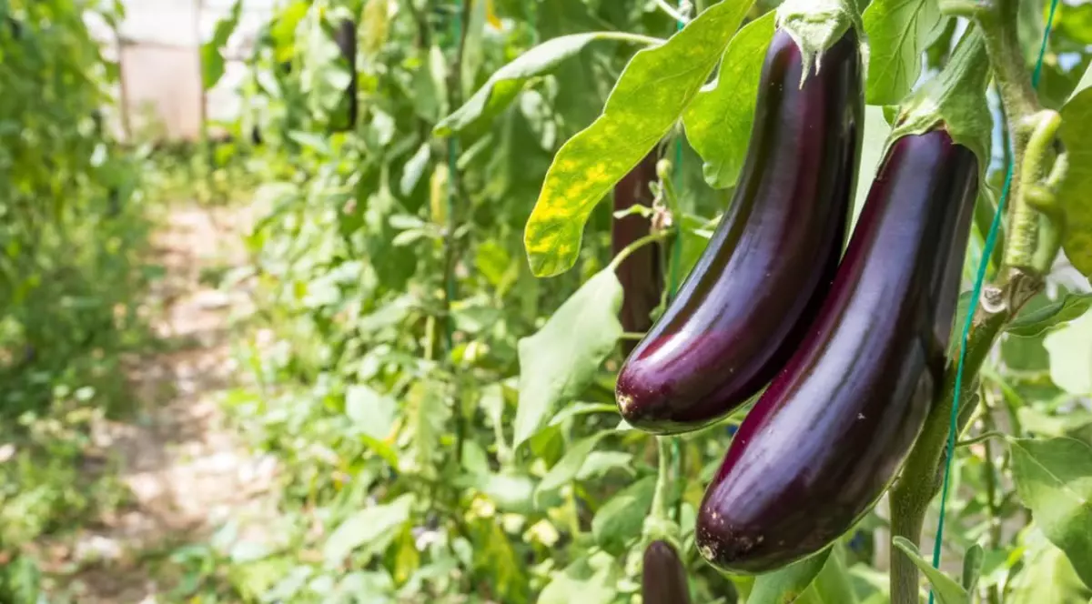 Cultura vinetelor: lucrări de întreținere și sfaturi de recoltare