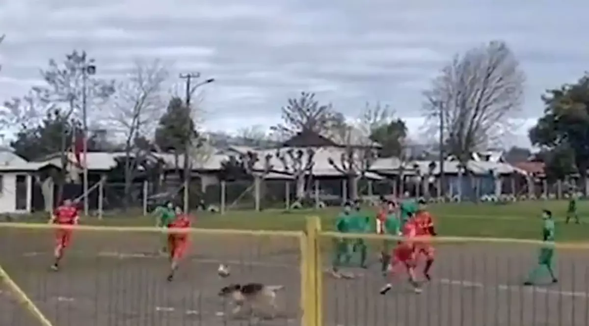 Imagini inedite: Un câine a marcat un gol, într-un meci de fotbal din Chile