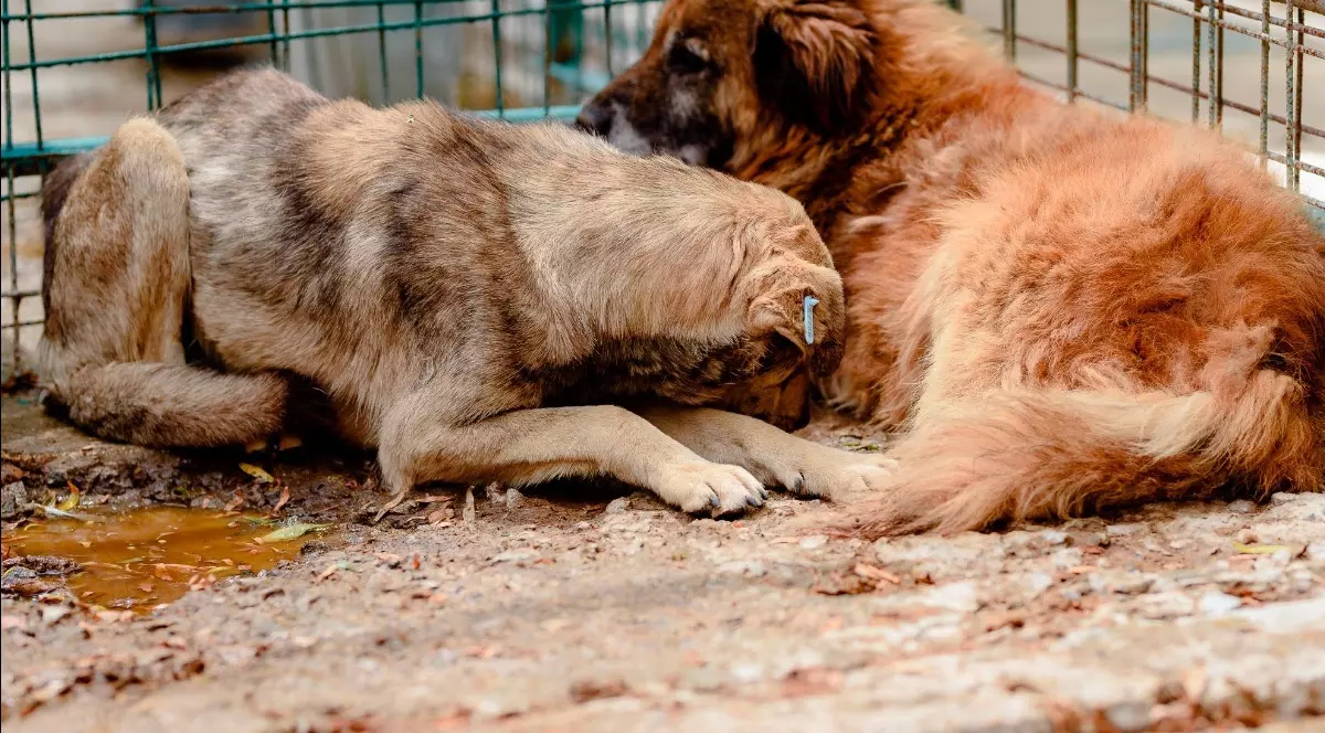 De Ziua Internațională a animalelor, mai multe organizații cer oprirea eutanasierii câinilor