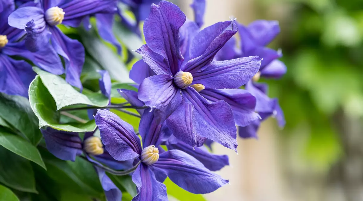 Clematita. Cum să plantezi și să ai grijă de această plantă