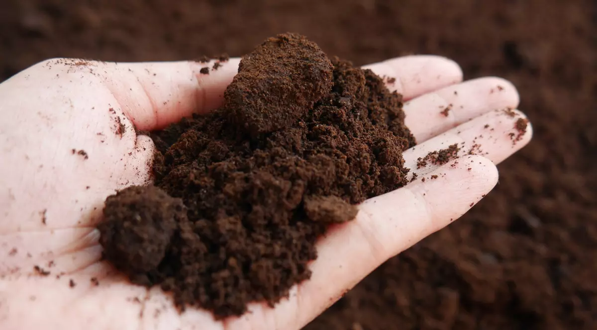 Cum să folosești zațul de cafea în casă și grădină. Întrebuințări de care nu știai