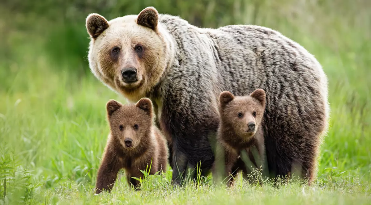 Cum au redus autoritățile din Harghita prezenţa urşilor din staţiunea Băile Tuşnad