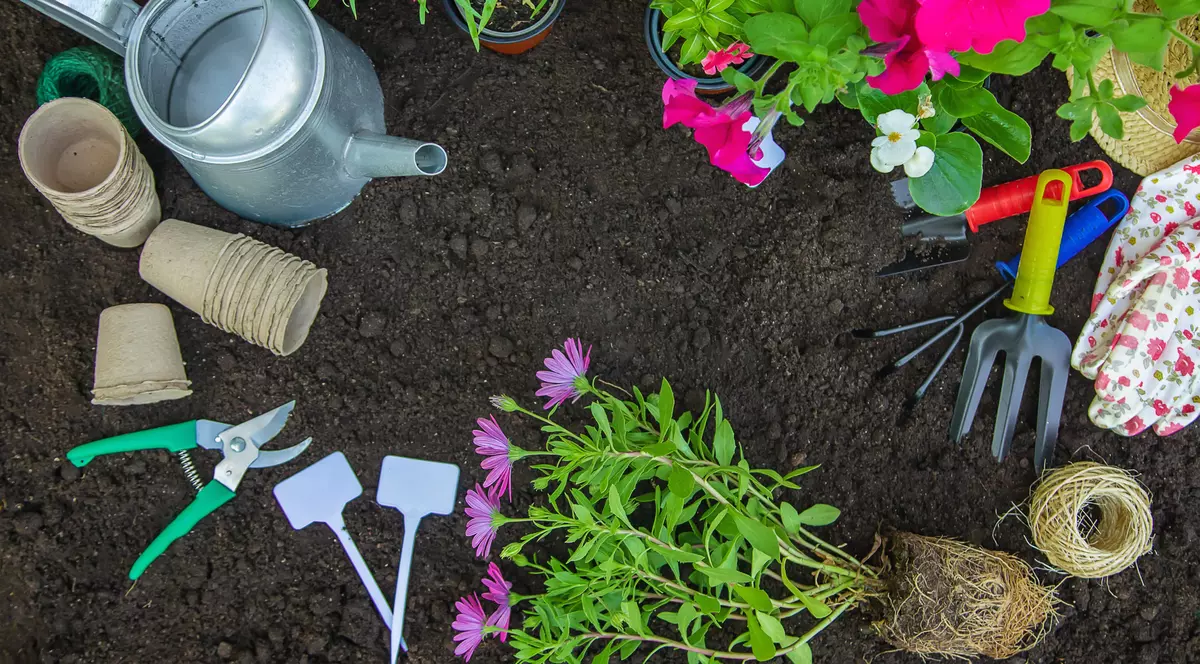Flori rezistente la ger. Aceste plante trec ușor prin iarnă