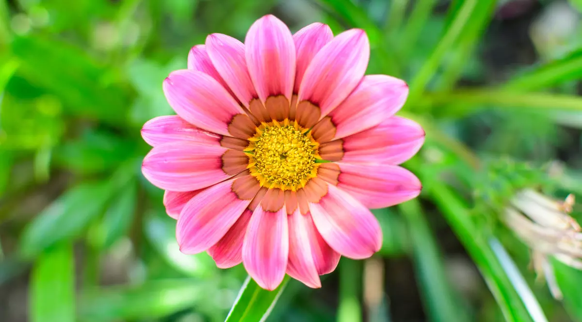 Gazania, floarea comoară. Plantare și îngrijire. Cum se înmulțește