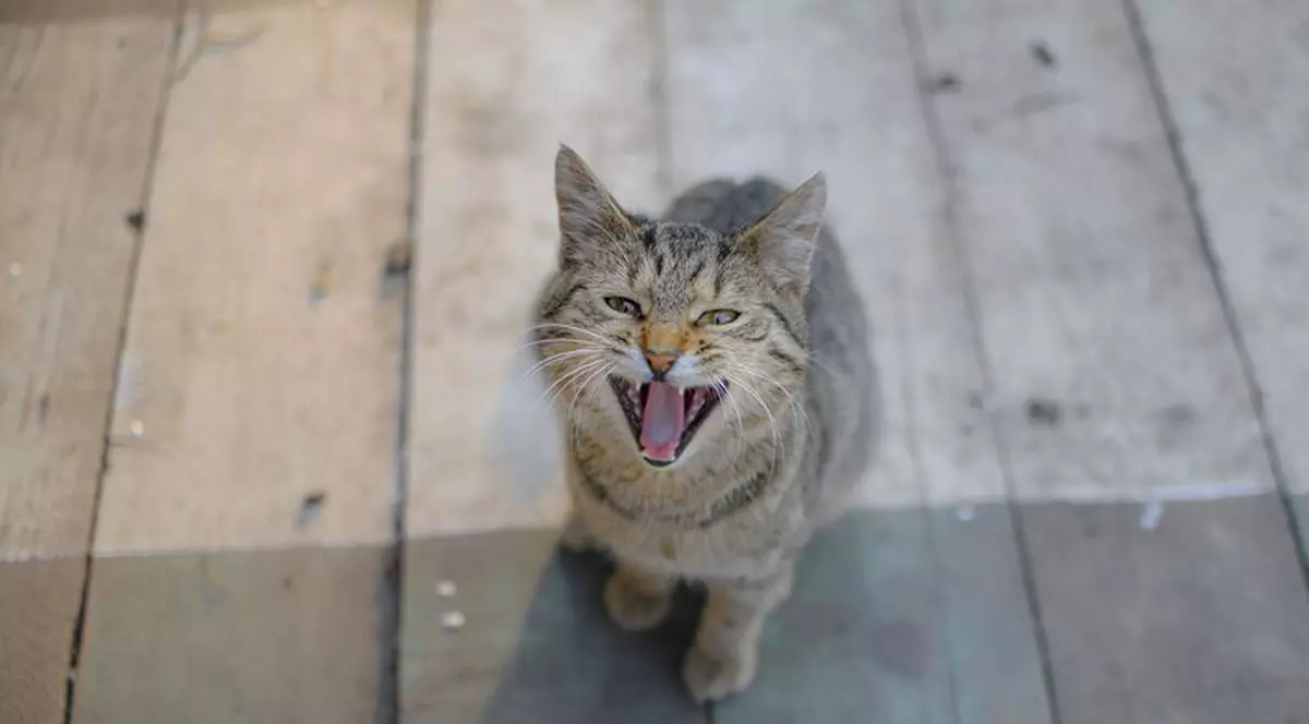 Un fost soldat a atacat un adăpost pentru animale și a luat un ostatic, cerându-și înapoi pisica pierdută