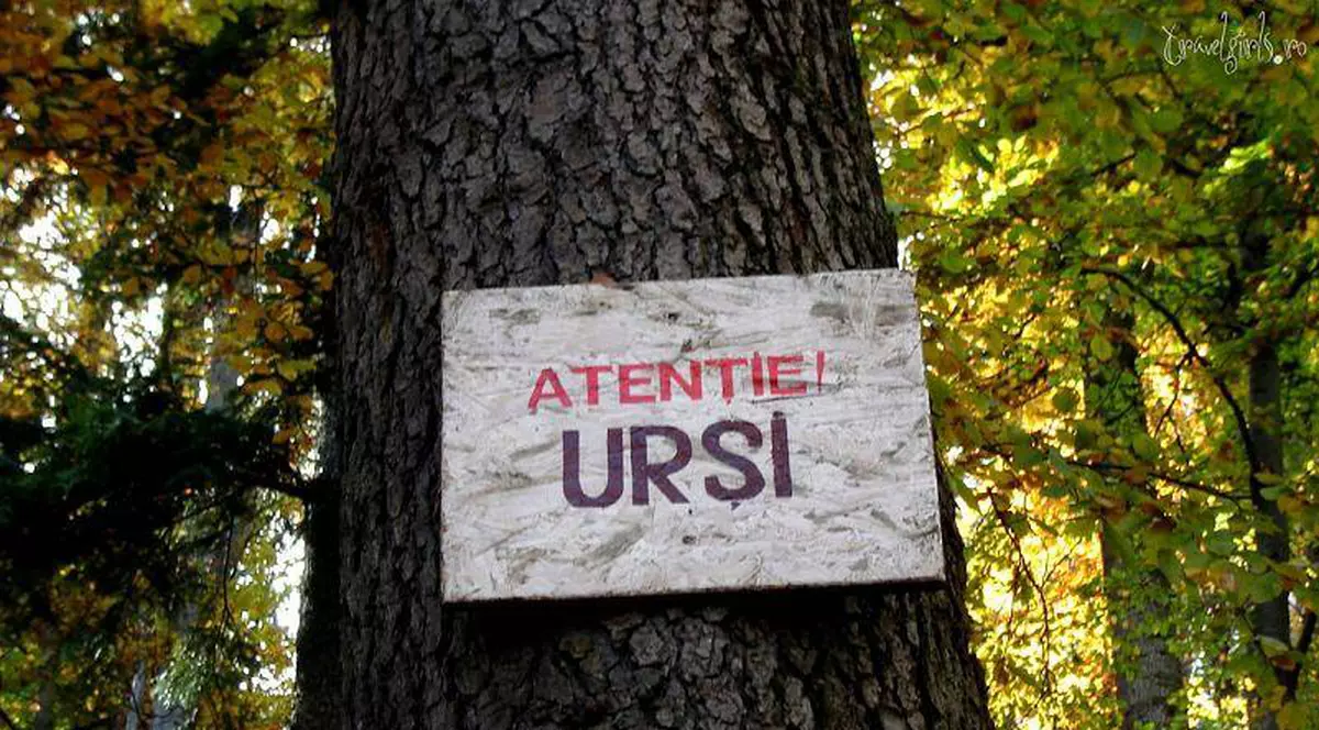 Ministerul Mediului anunță că a fost împușcat al doilea urs în baza OUG care permite acest lucru