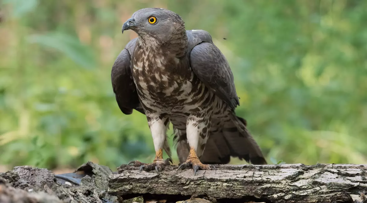 Viespar pasare-curiozitati