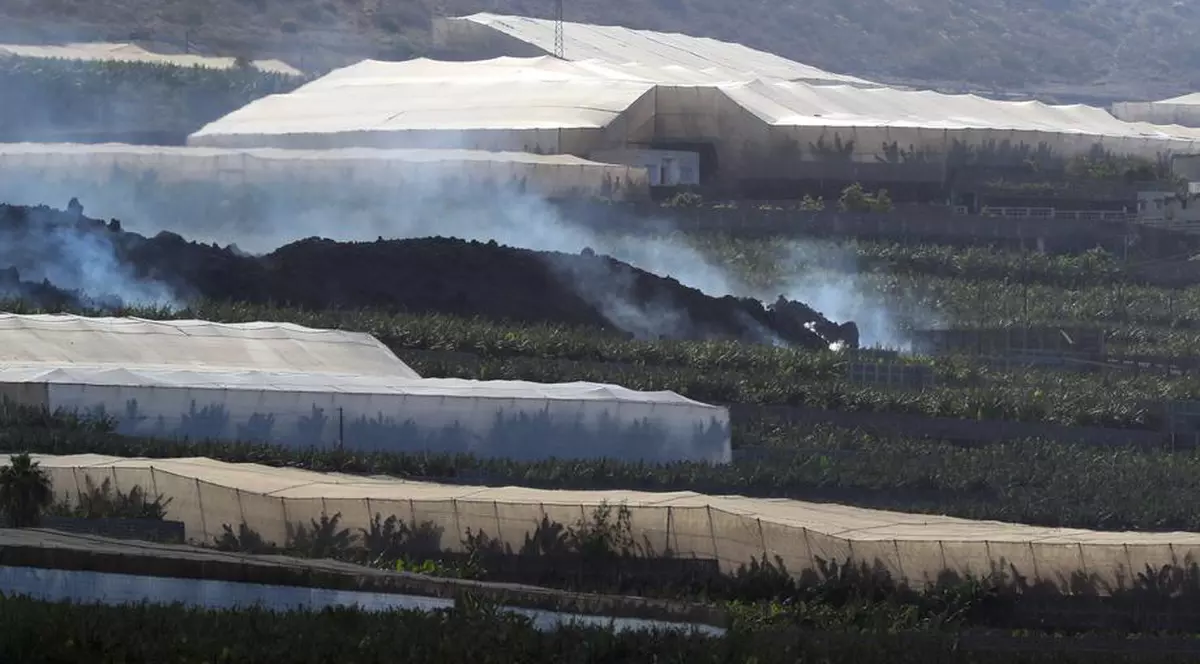 Plantațiile de banane, distruse de erupția vulcanului din Canare. „Situația e catastrofală”