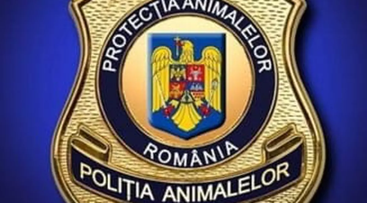 Un elev din Brăila s-a filmat când maltratează un pui de pisică. Dosar penal pentru schingiuirea animalelor