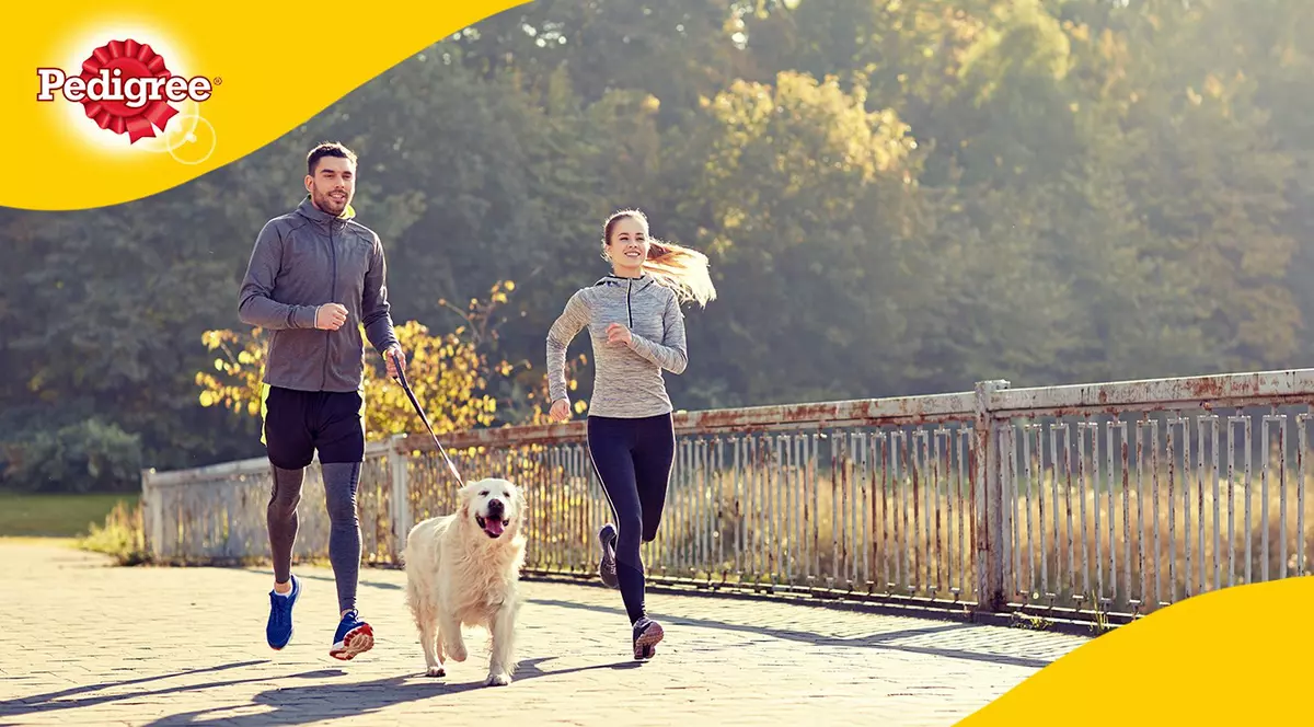 Top mituri despre hrana pentru câini