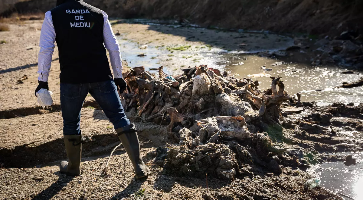 FOTO. Garda de Mediu face verificări în cazul cadavrelor de animale abandonate în albia râului Cotmeana