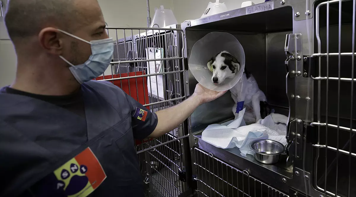 Reportaj de la singurul spital unde animalele fără stăpân au prioritate. „Am tratat și căței prin gard, pentru că ne rugau oamenii aflați în carantină”