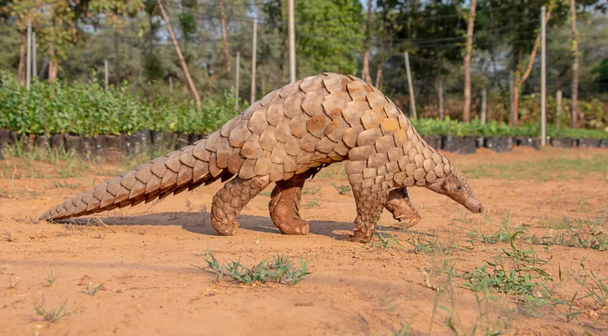 Pangolinul