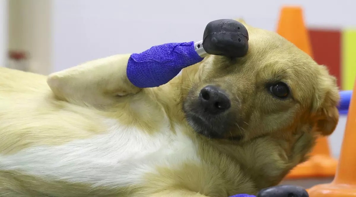 Cățelușa bionică: după ce a rămas fără lăbuțe, o cățelușă din Rusia a primit patru proteze din titan