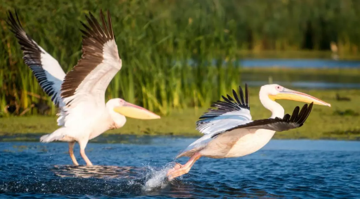 Irezistibil: Black Friday de până la 70% în Delta Dunării