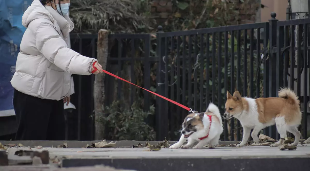 Revoltă în China după ce un câine a fost omorât cu ranga de lucrătorii sanitari, în timp ce stăpânii lui erau în carantină