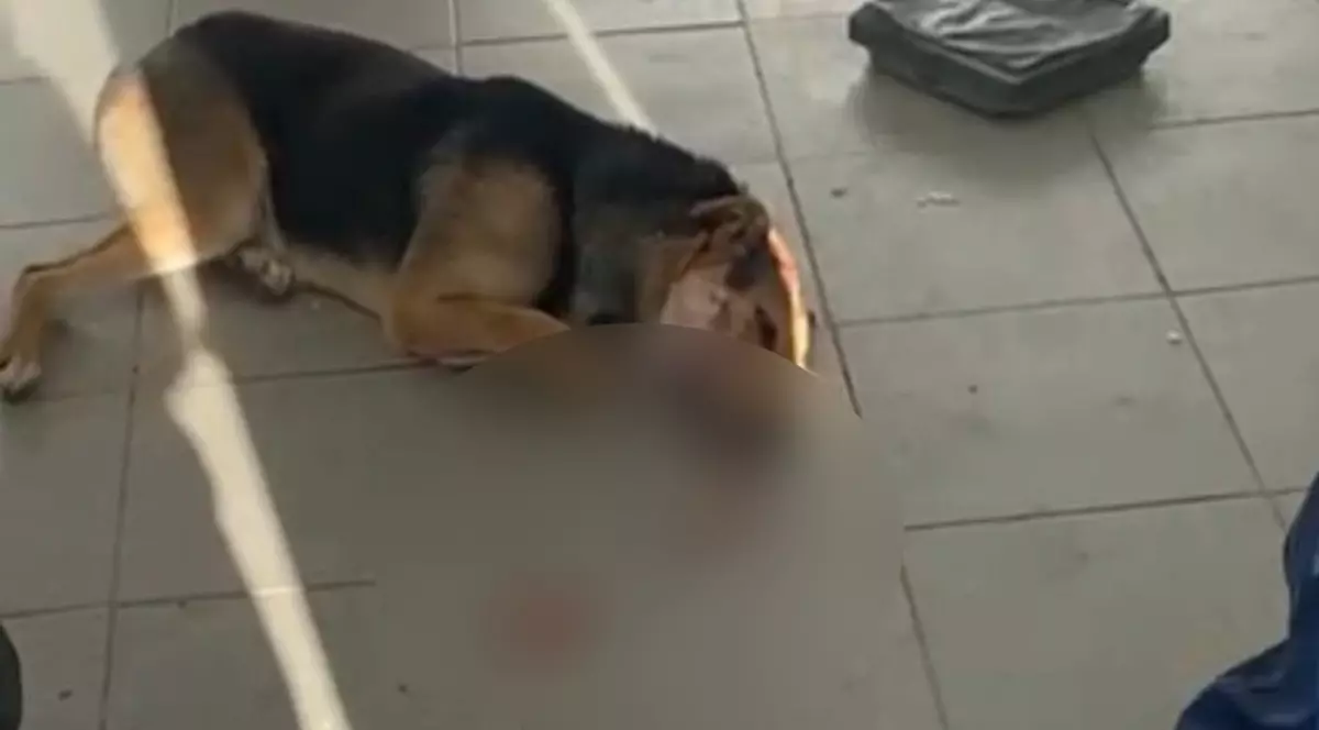 Imagini şocante din Biobaza Năvodari: câinii operaţi pe viu şi lăsaţi să sângereze pe jos, acuză un voluntar