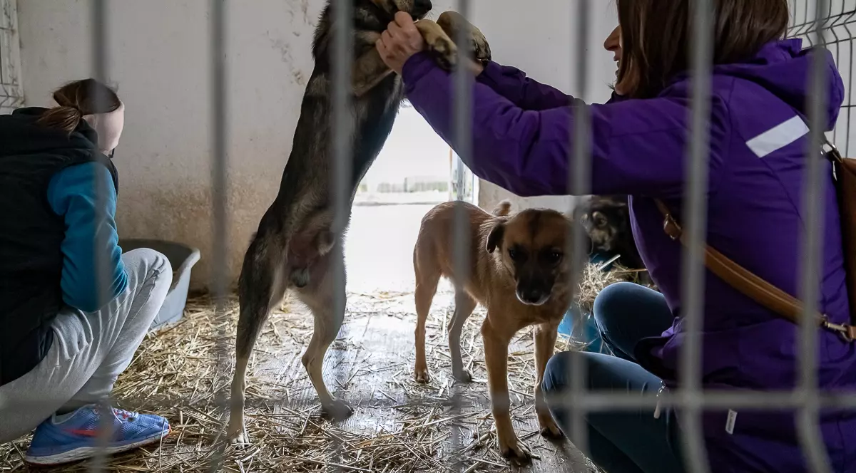 Soluția unei primării după ce s-a dezvăluit cum erau chinuiți câinii? A limitat prezența la țarcuri a voluntarilor care au arătat problema