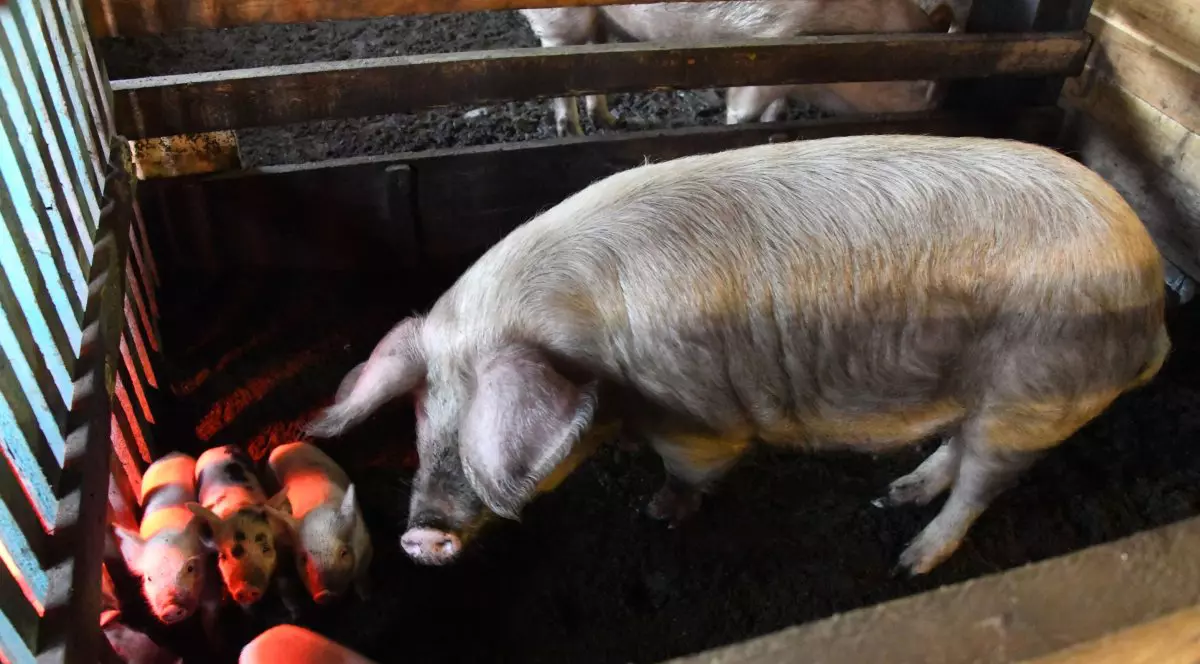 Legea porcului, contestată de oamenii de la sate. Parlamentarii vor cel mult 5 porci într-o gospodărie