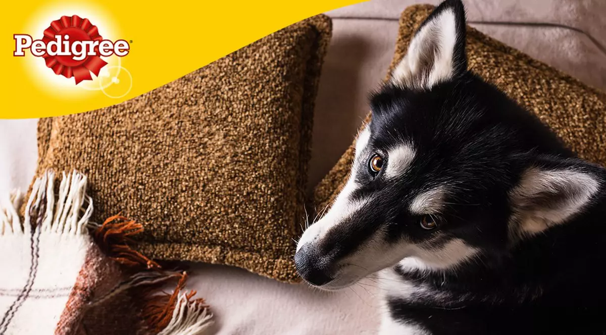 Cum îți pregătești câinele pentru iarnă?