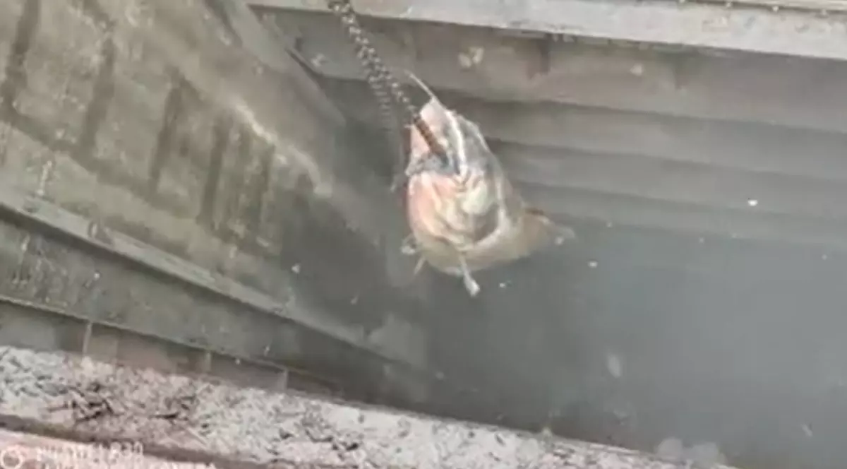 VIDEO | Un somn de 130 kg a blocat canalizarea la Linz, pe malul Dunării, în Austria