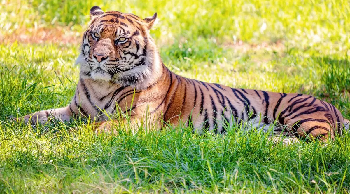 O grădină zoologică din SUA și-a vaccinat anti-COVID animalele aflate pe cale de dispariție