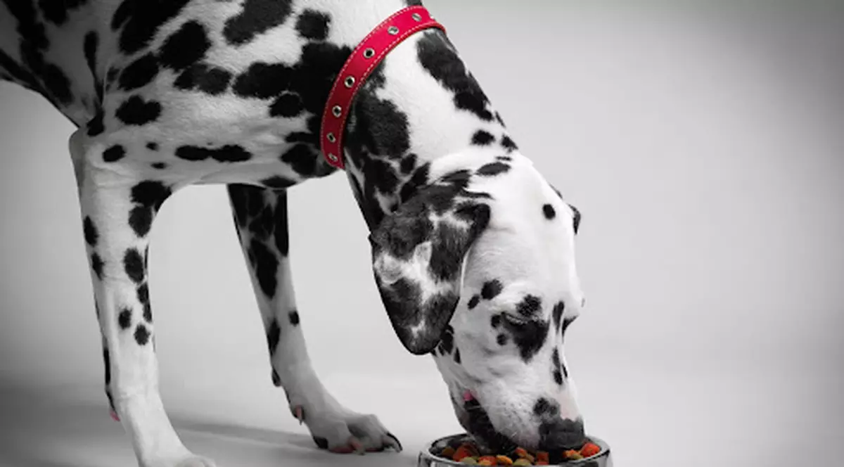 Cum introduci un alt tip de hrană în alimentația unui câine