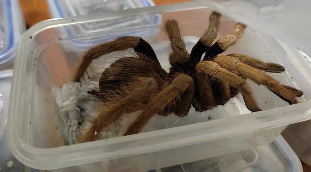 Doi germani au fost prinși cu sute de tarantule, gândaci și scorpioni la ieșirea din Columbia