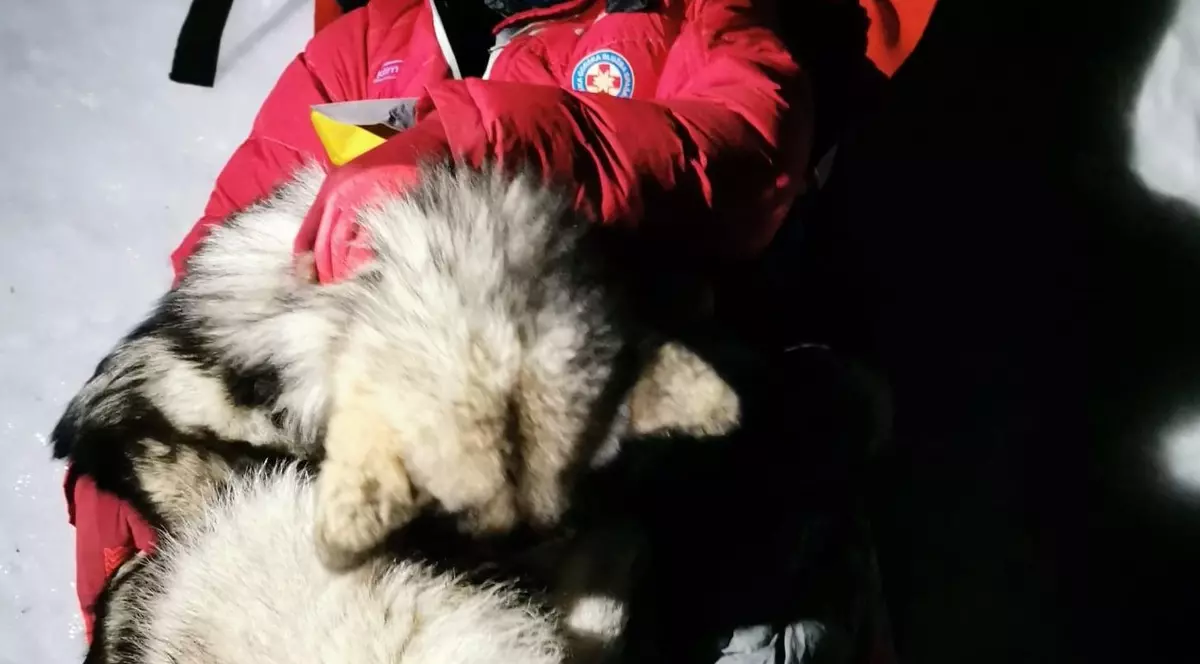 Un câine și-a salvat prietenul accidentat pe munte, acoperindu-l cu trupul său timp de 13 ore