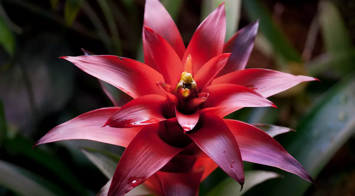 Bromelia - sfaturi de îngrijire