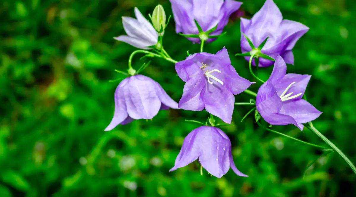 Campanula (Floarea de clopoțel) - sfaturi de îngrijire