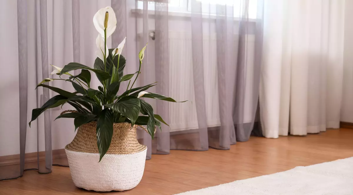 Crinul păcii (Spathiphyllum) - sfaturi de îngrijire