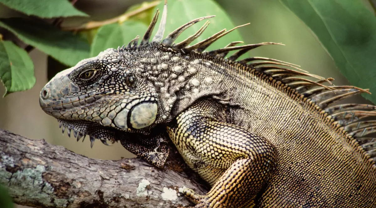 Avertisment meteo neobișnuit: iguane înghețate vor cădea din copaci