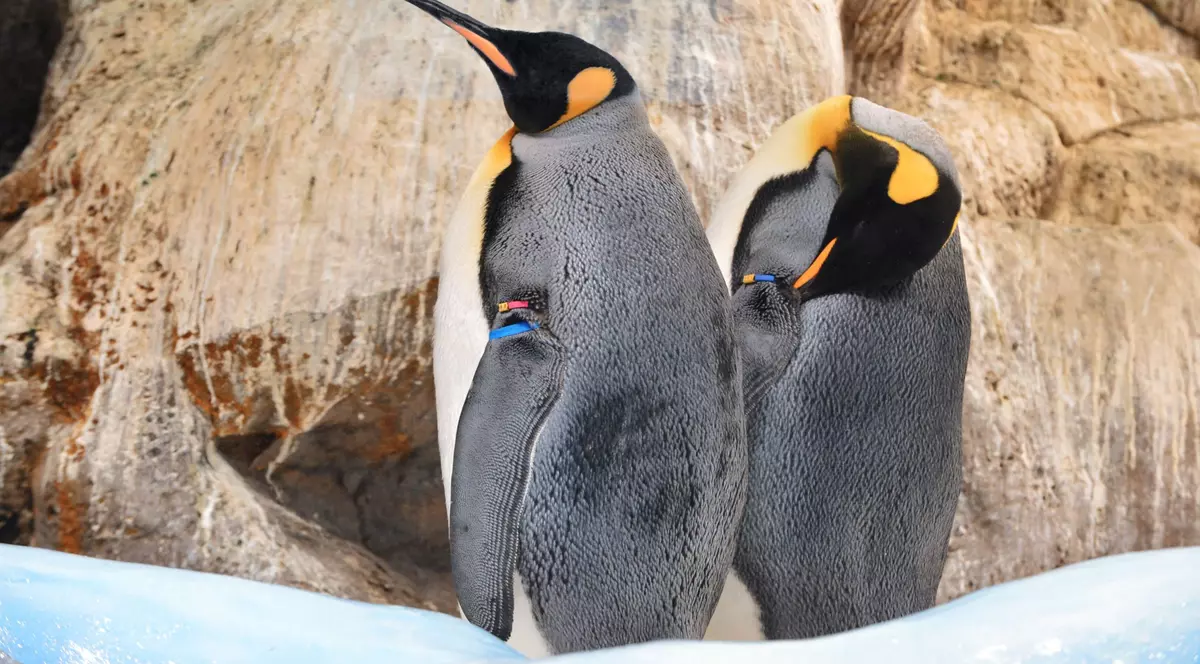 Doi pinguini de același sex au adoptat un pui nou-născut, la o grădină zoologică din New York