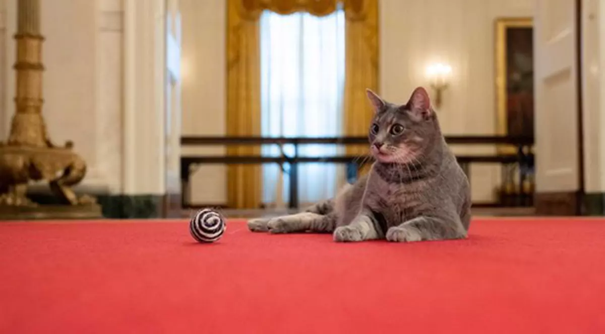 Cuplul de la Casa Albă a adoptat pisicuța care i-a întrerupt, în 2020, un discurs Primei Doamne