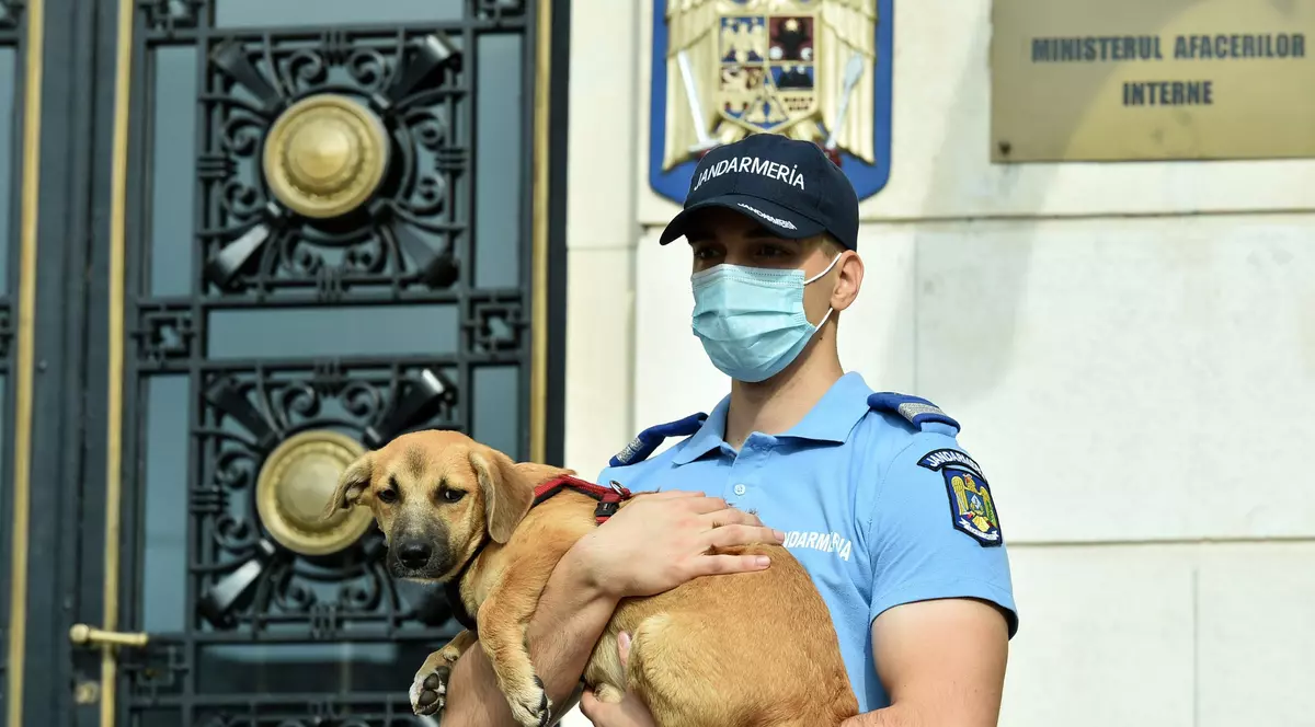 Pedepse mai dure și amenzi mai mari pentru uciderea sau chinuirea animalelor. Noile prevederi intră în vigoare azi