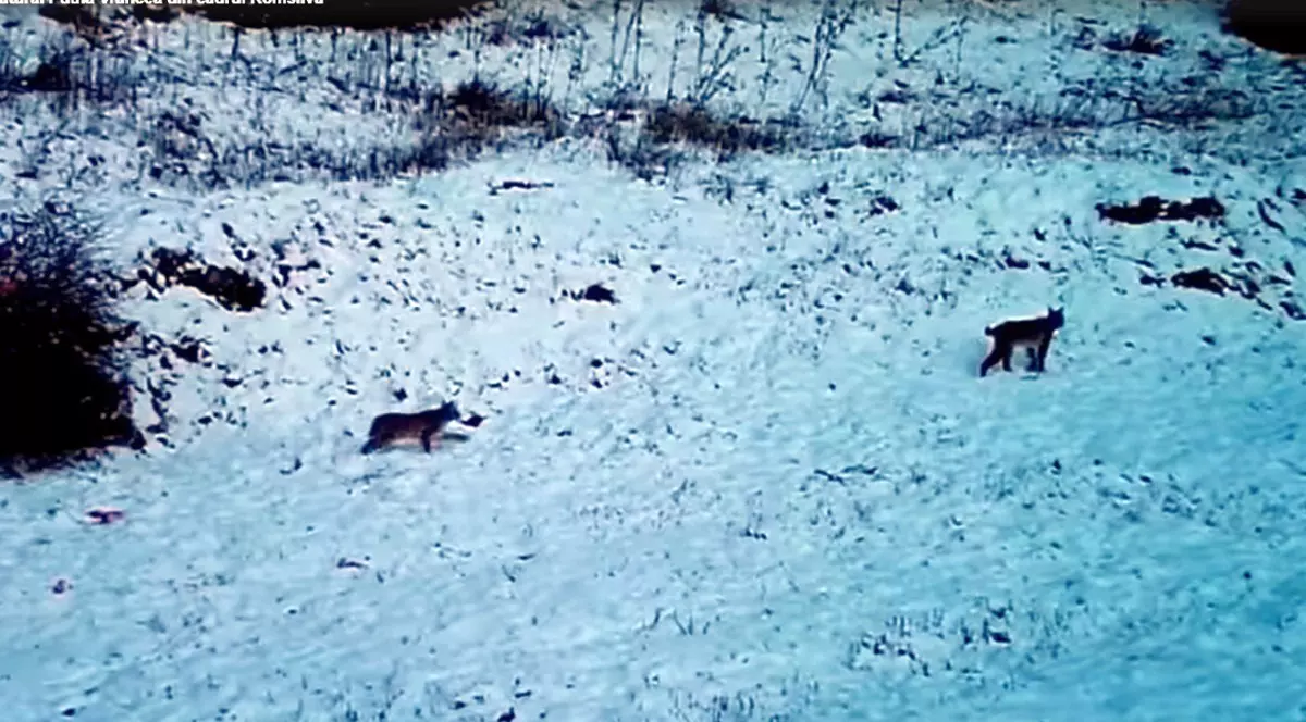 VIDEO Imagini cu o femelă râs şi doi pui, surprinse într-o pădure din Parcul Natural Putna-Vrancea